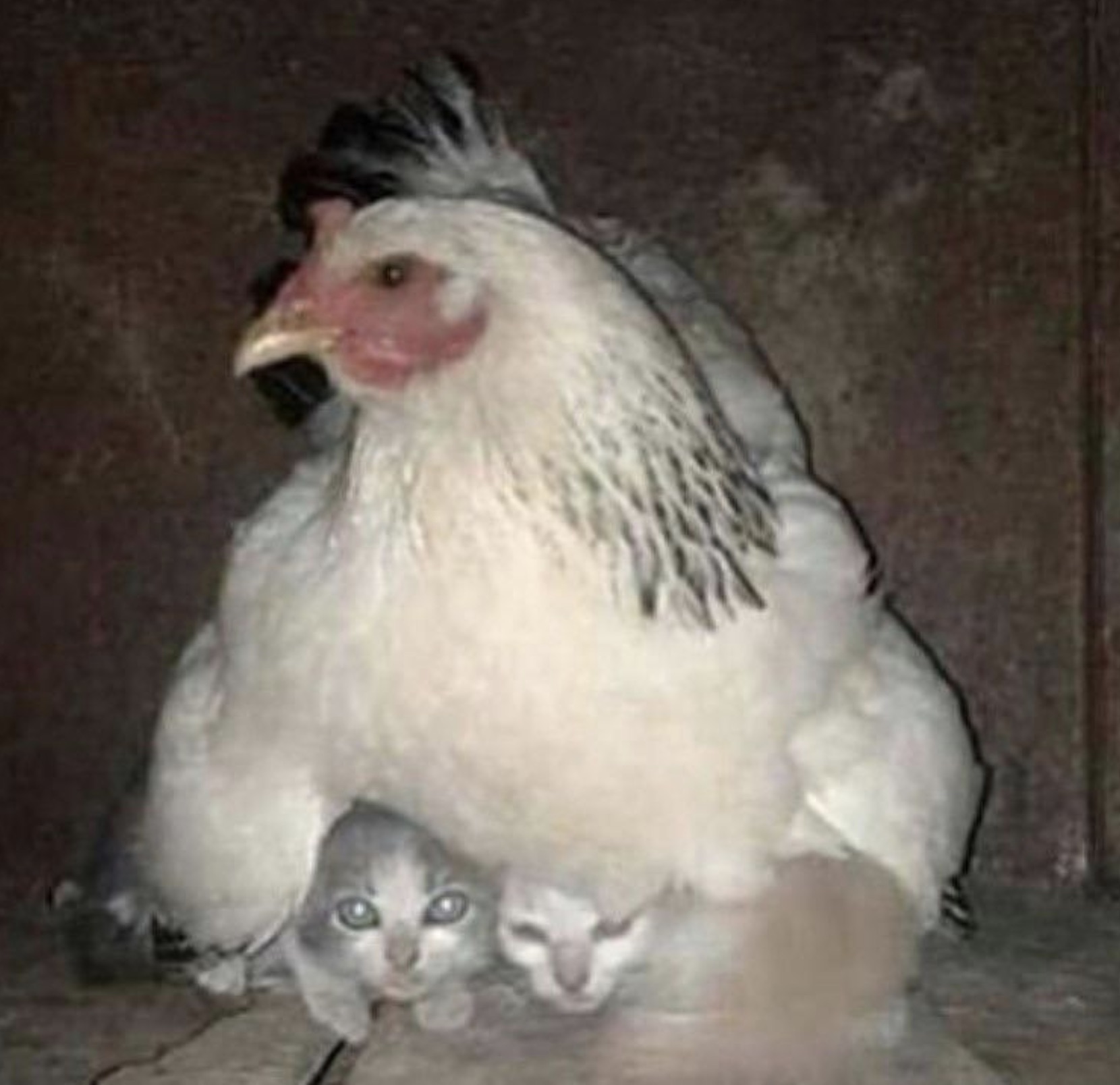 hen sitting on kittens