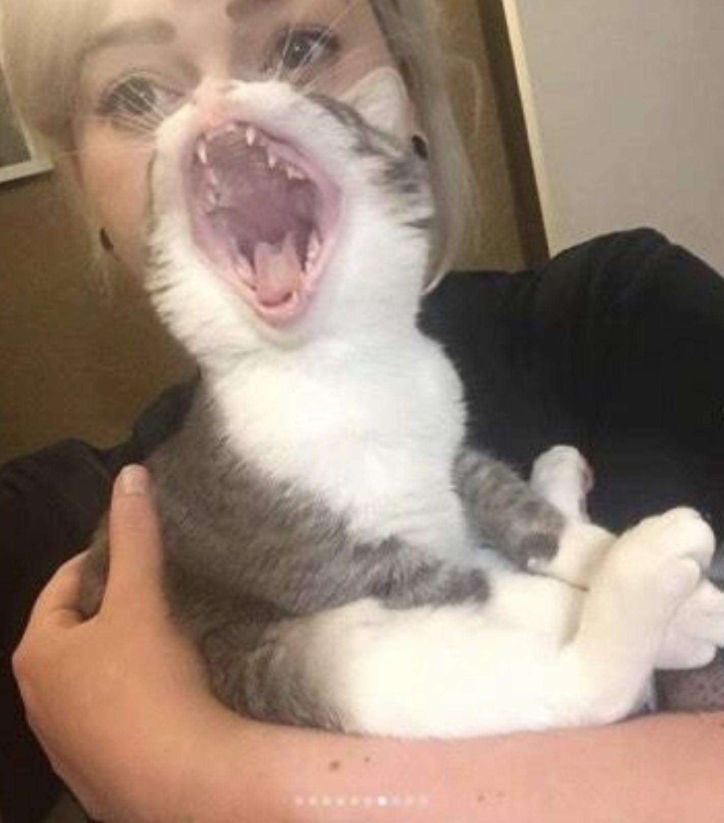 cursed cats reddit