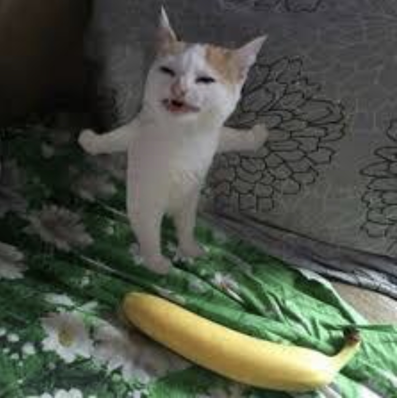 cat no like banana