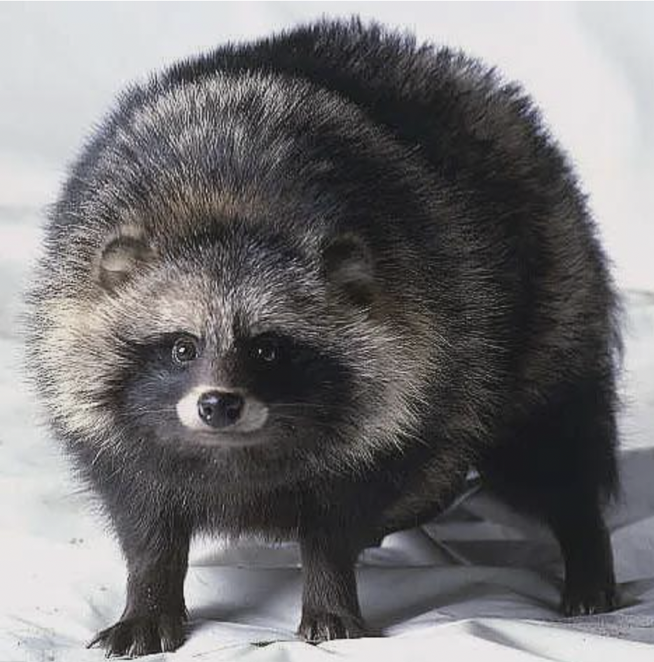 raccoon dog funny