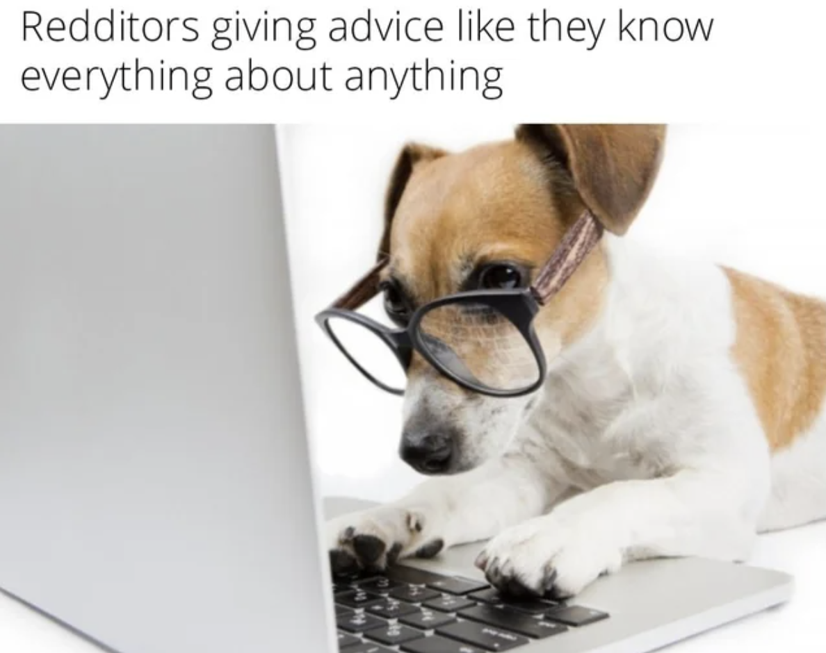 cat and dog on computer - Redditors giving advice they know everything about anything