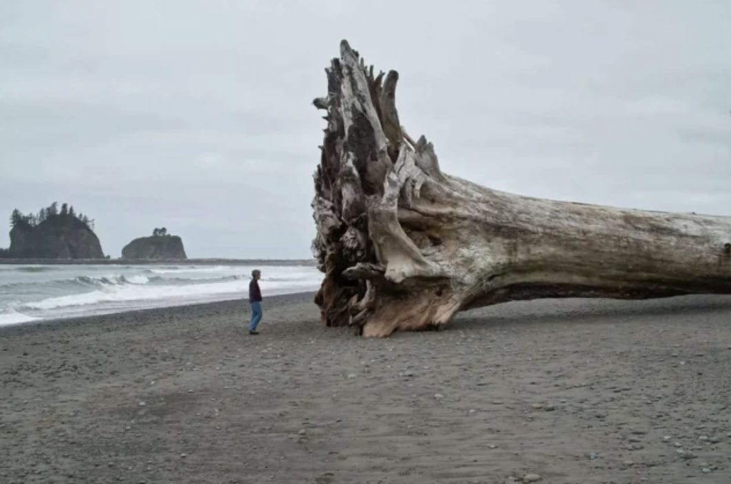 la push beach tree