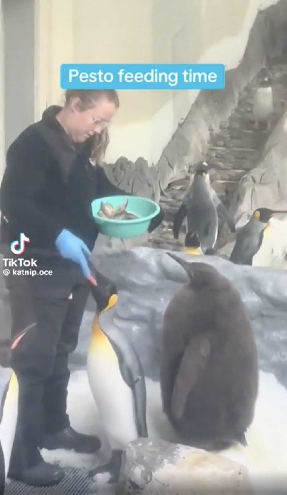 emperor penguin - Tik Tok .oce Pesto feeding time