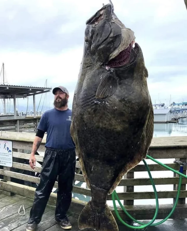 seward alaska halibut