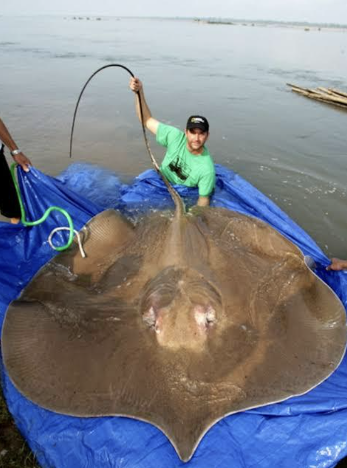 giant stingray