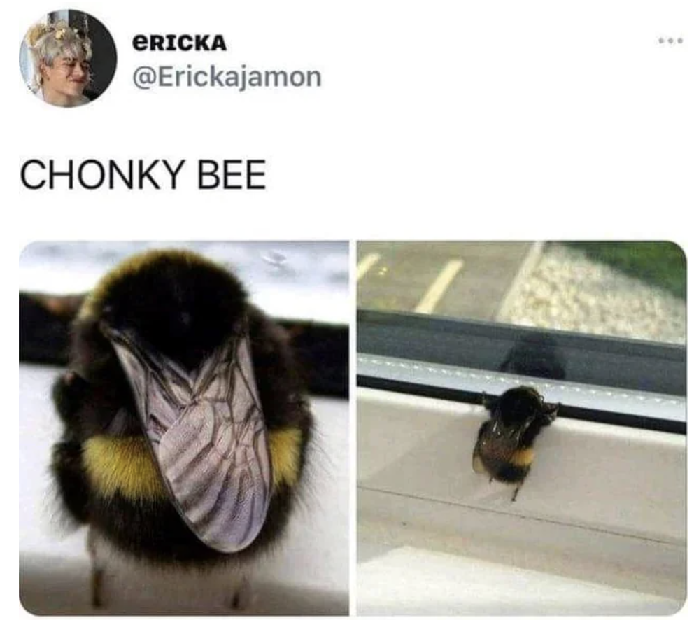 absolute unit meme - Ericka Chonky Bee