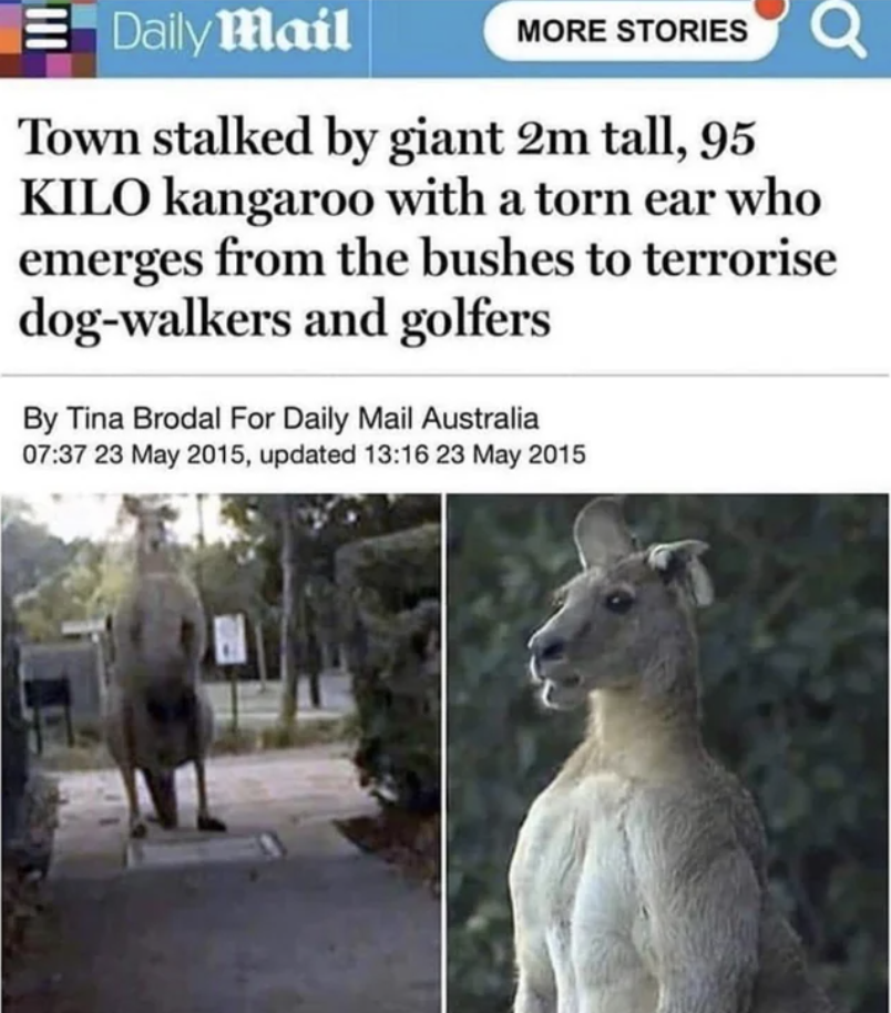 killeroo mighty boosh - Daily Mail More Stories Town stalked by giant 2m tall, 95 Kilo kangaroo with a torn ear who emerges from the bushes to terrorise dogwalkers and golfers By Tina Brodal For Daily Mail Australia , updated