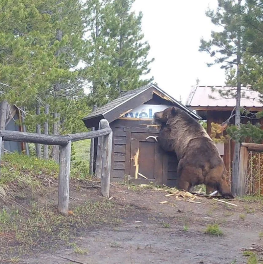 grizzly bear augusta mt