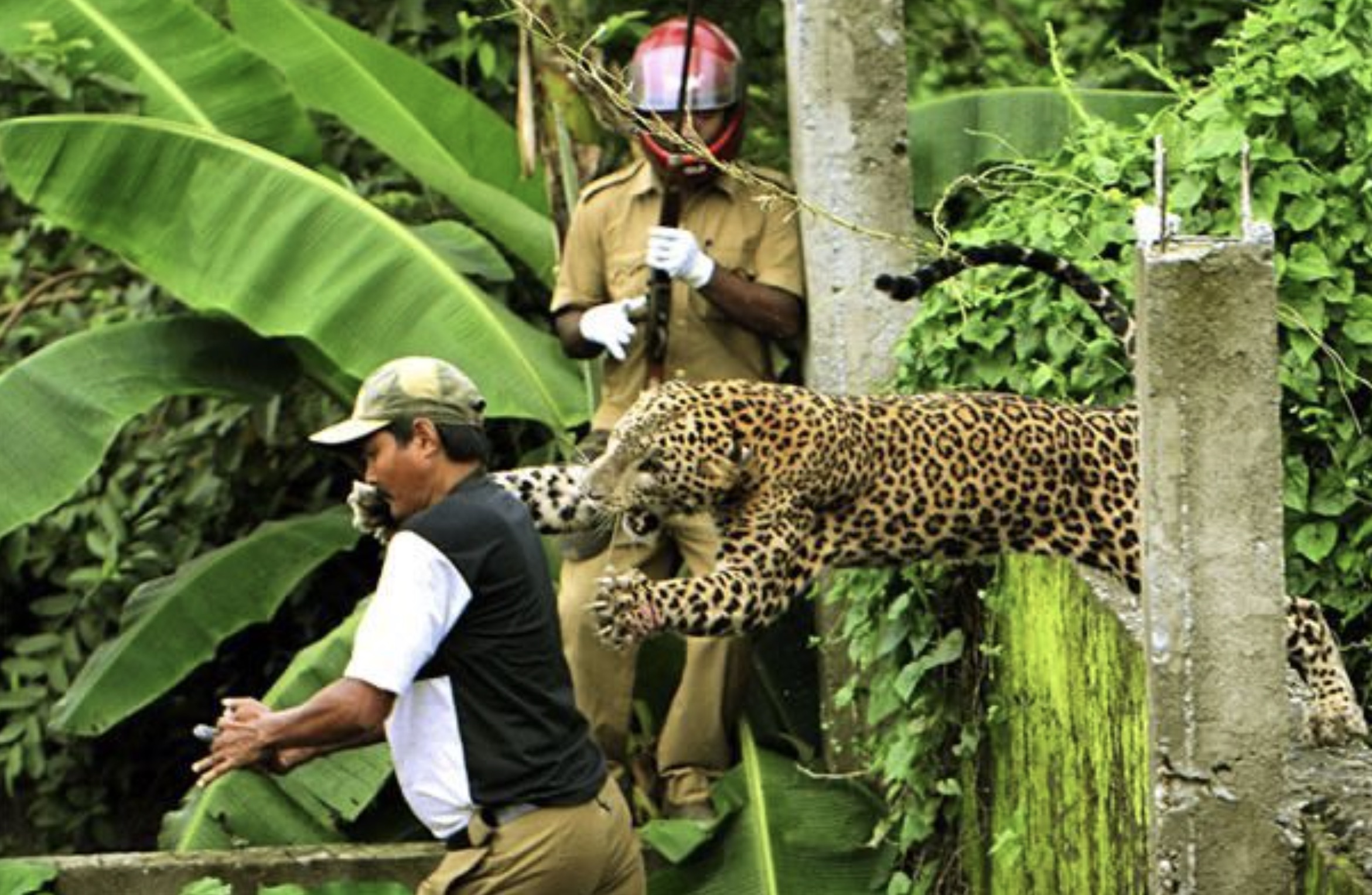 siliguri leopard