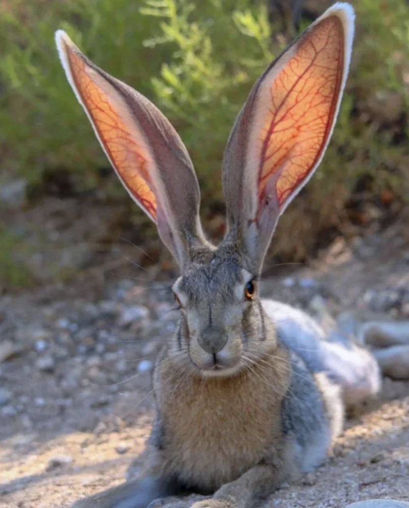 bunny big ears