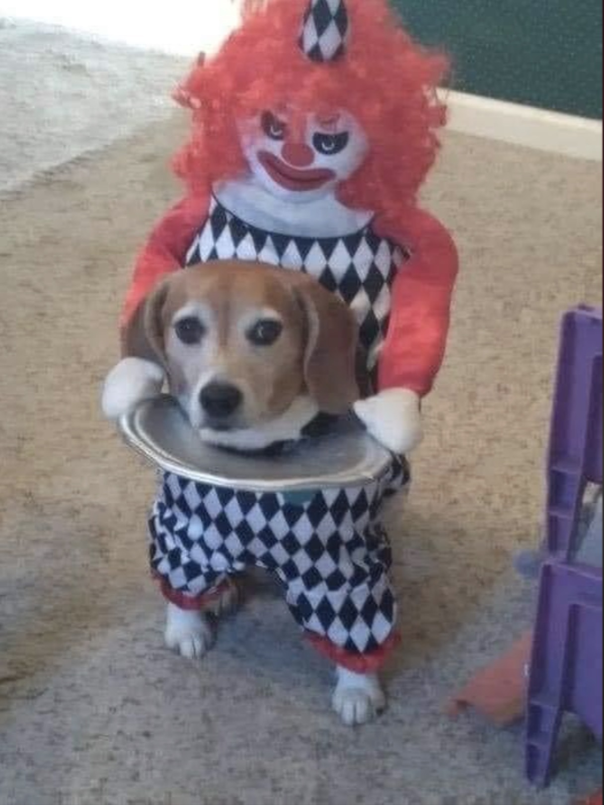 dog costumes