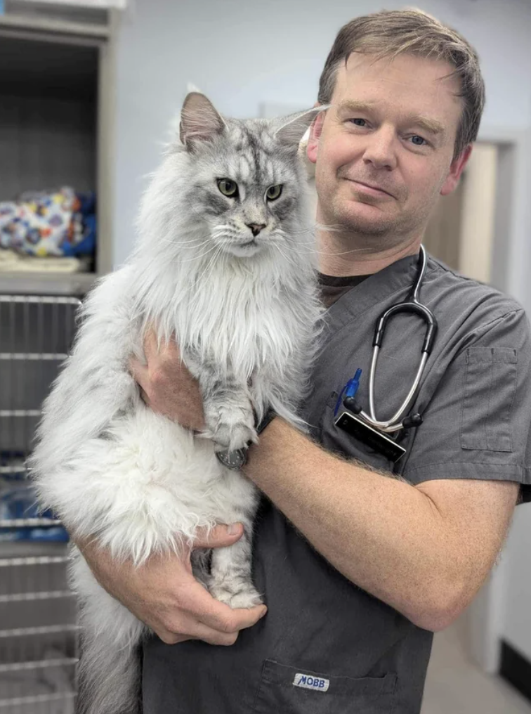 domestic long-haired cat - Hobb