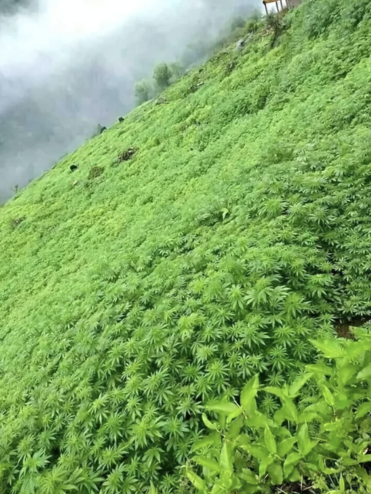 himalayan mountains weed