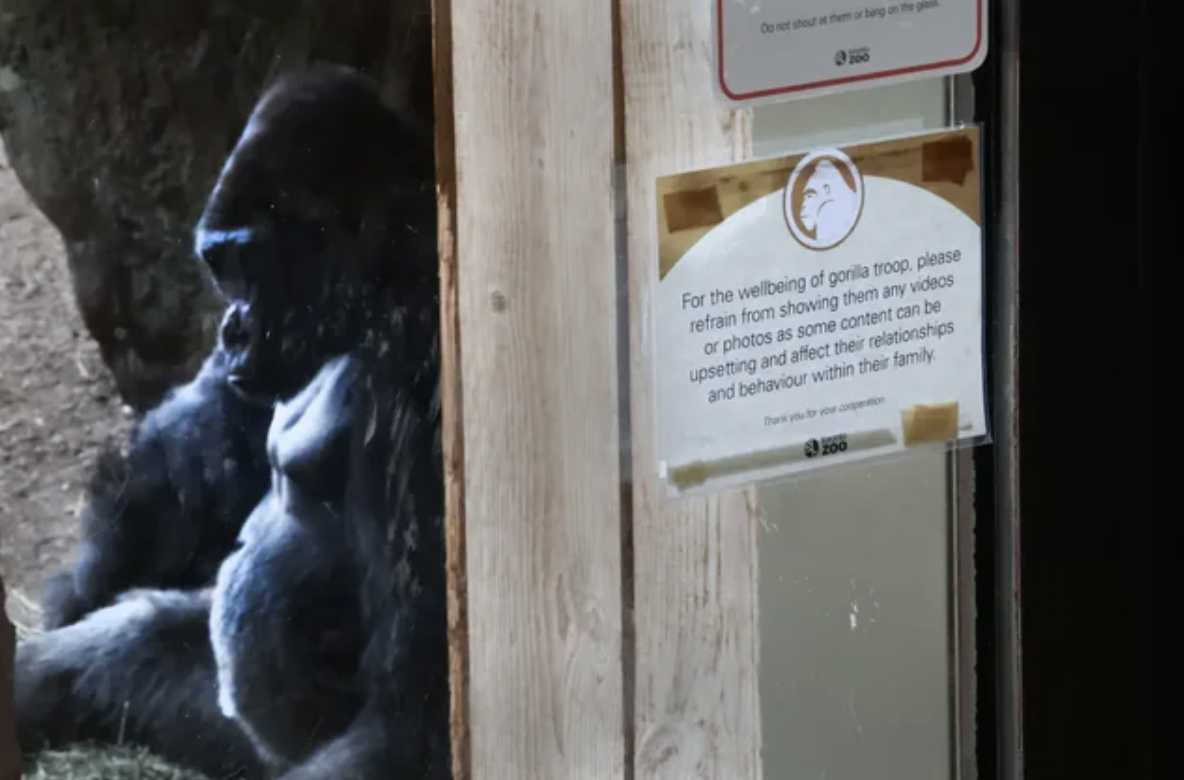 newfoundland - For the wellbeing of gorilla troop, please refrain from showing them any videos or photos as some content can be upsetting and affect their relationships and behaviour within their family 4.200