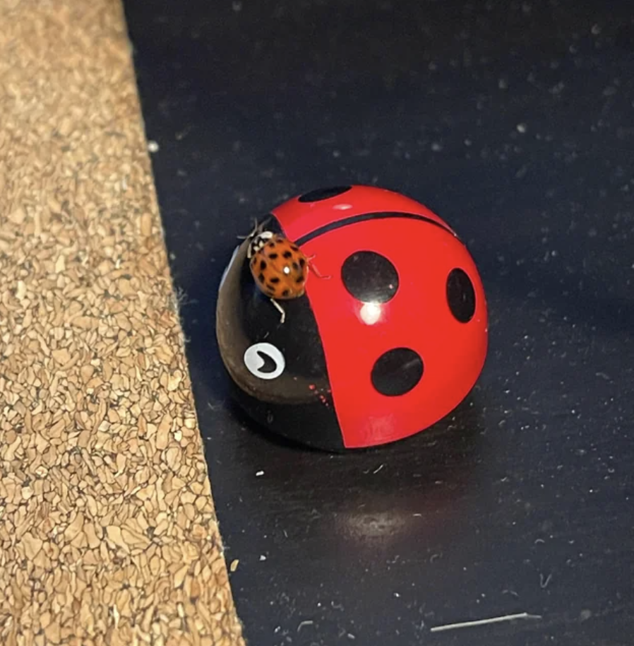 ladybug