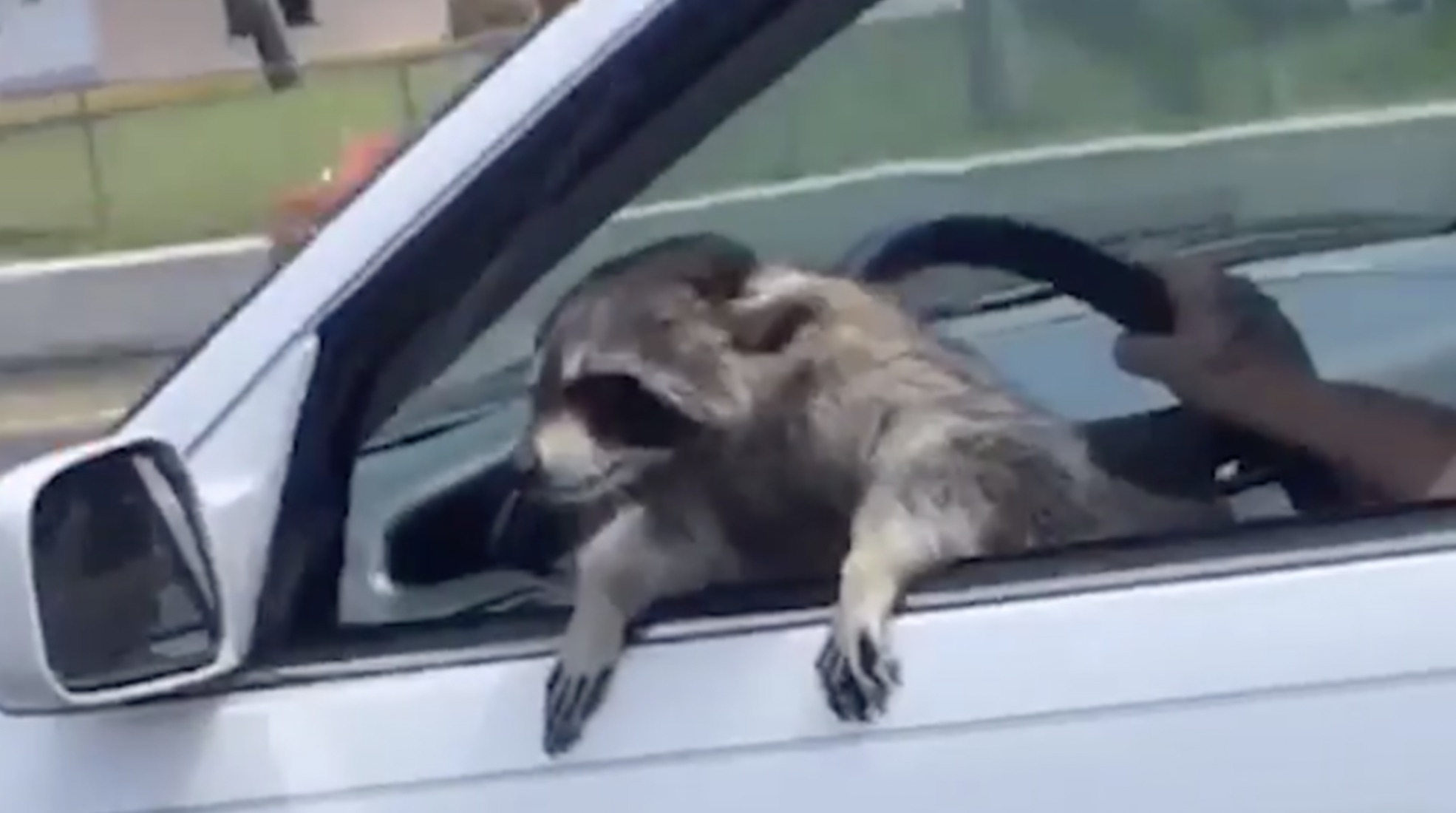 racoon in a car