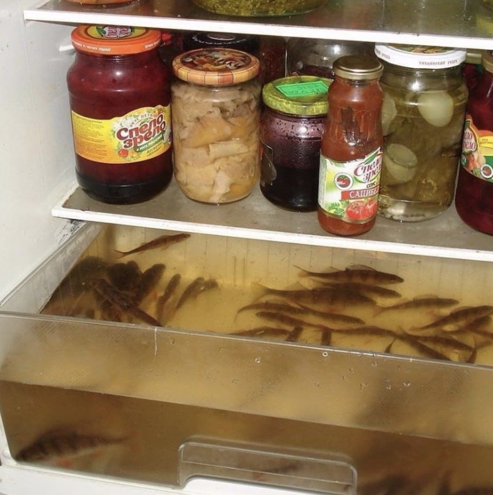 cursed fridge - Kve Ret Ass Chew ade Ca Theer 210 210