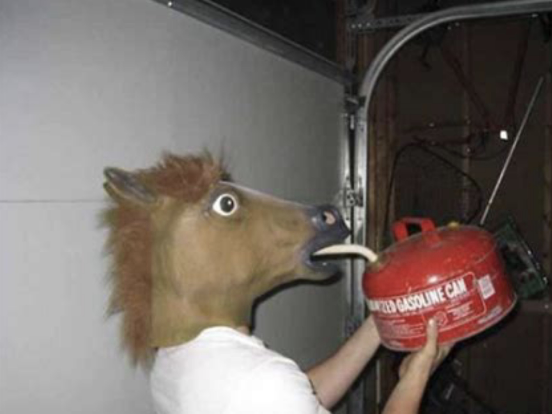 horse drinking gasoline - Zed Gasoline Can