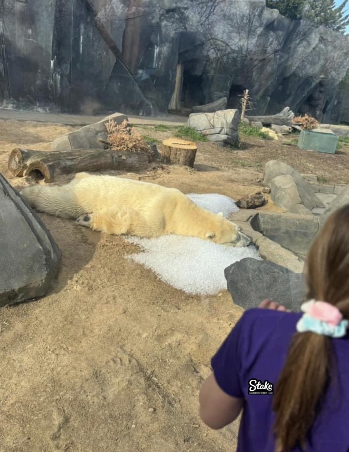 polar bear laying on ice in zoo - Stake fler's