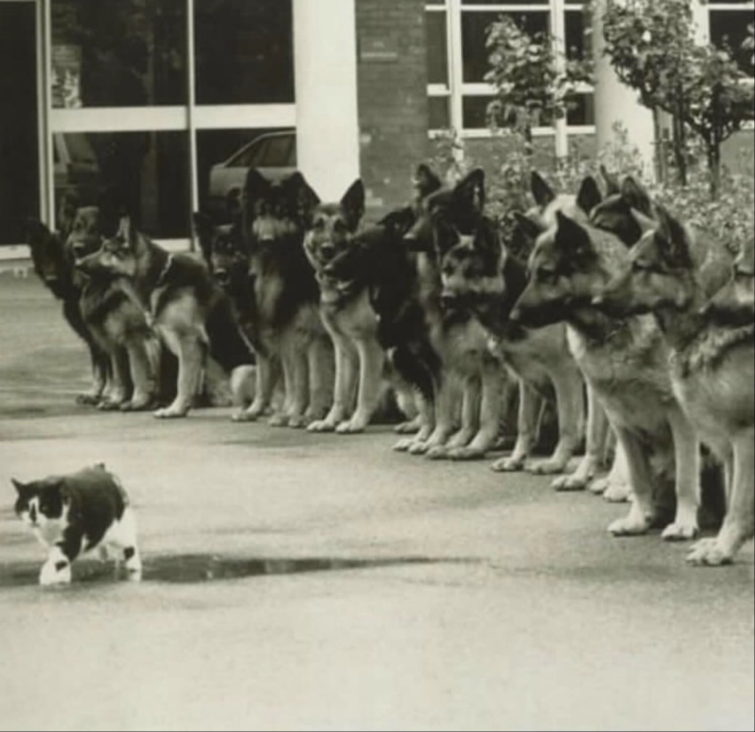 cat walking in front of german shepherds