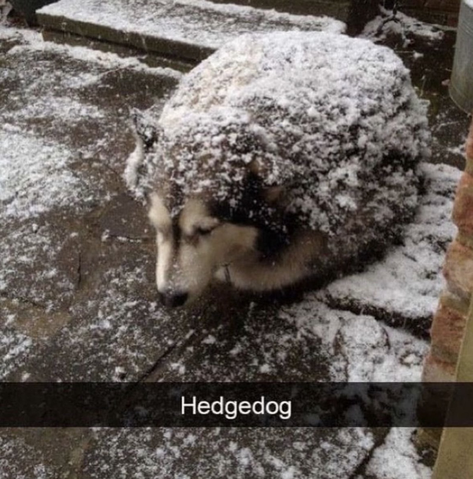 Hedgedog