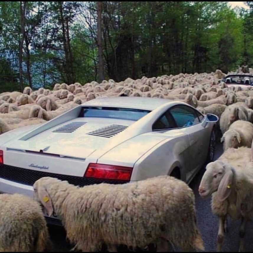 lamborghini gallardo