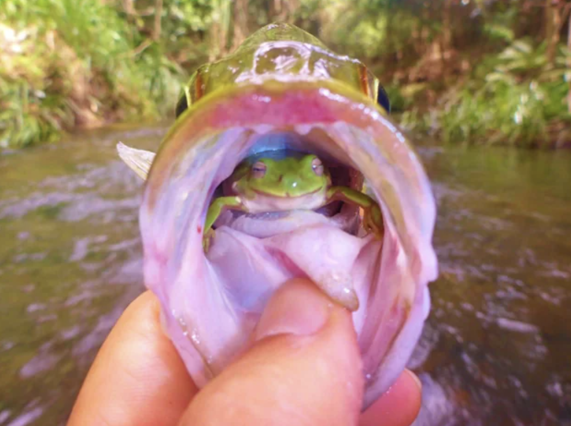 frog in fish mouth