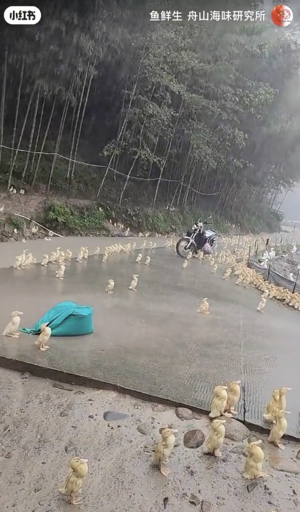 A group of ducks reacting to the pouring rain.