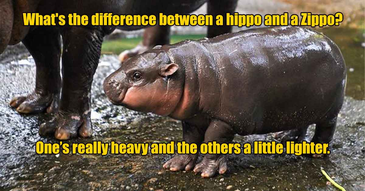 moo deng - What's the difference between a hippo and a Zippo? One's really heavy and the others a little lighter.