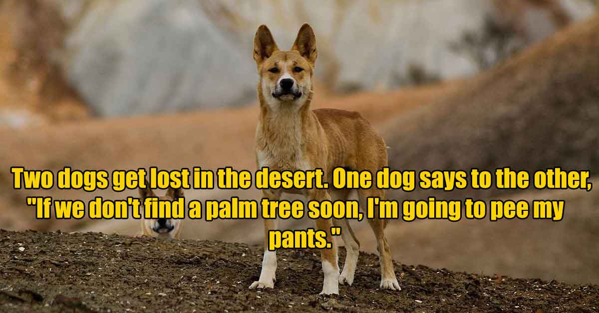 proto dogs - Two dogs get lost in the desert. One dog says to the other, "If we don't find a palm tree soon, I'm going to pee my pants."