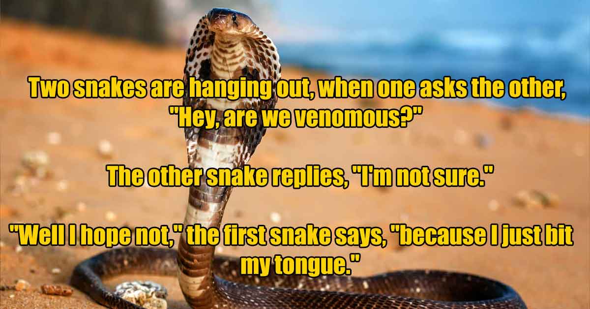 king cobra live - Two snakes are hanging out, when one asks the other, "Hey, are we venomous?" The other snake replies, "I'm not sure." "Well I hope not," the first snake says, "because I just bit my tongue."