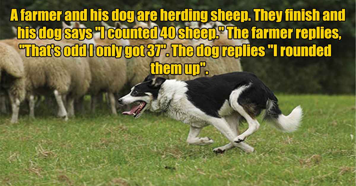 dog catches something - A farmer and his dog are herding sheep. They finish and his dog says "I counted 40 sheep." The farmer replies, "That's odd I only got 37. The dog replies "I rounded them up".