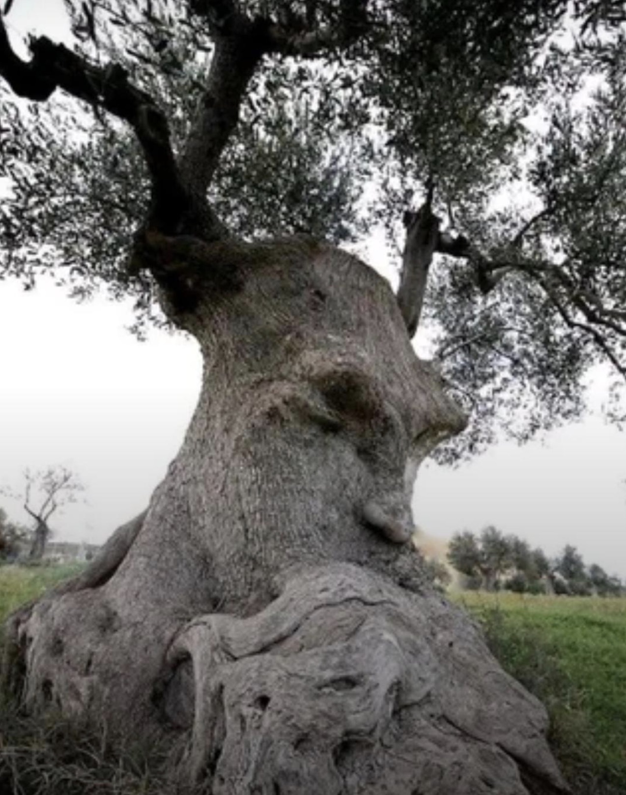 oldest tree in italy