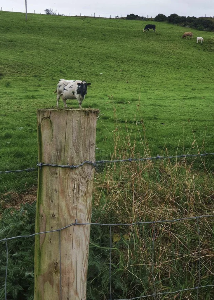 small cow far away