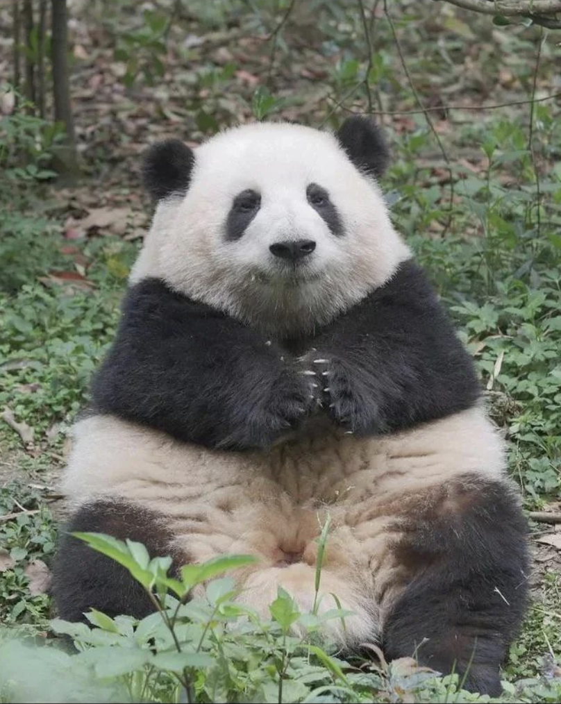 He Hua is an onigiri-shaped panda whose uniquely cute appearance and behavior is due to developmental delays. She is the honorary Director of Culture and Tourism in Chengdu, China.