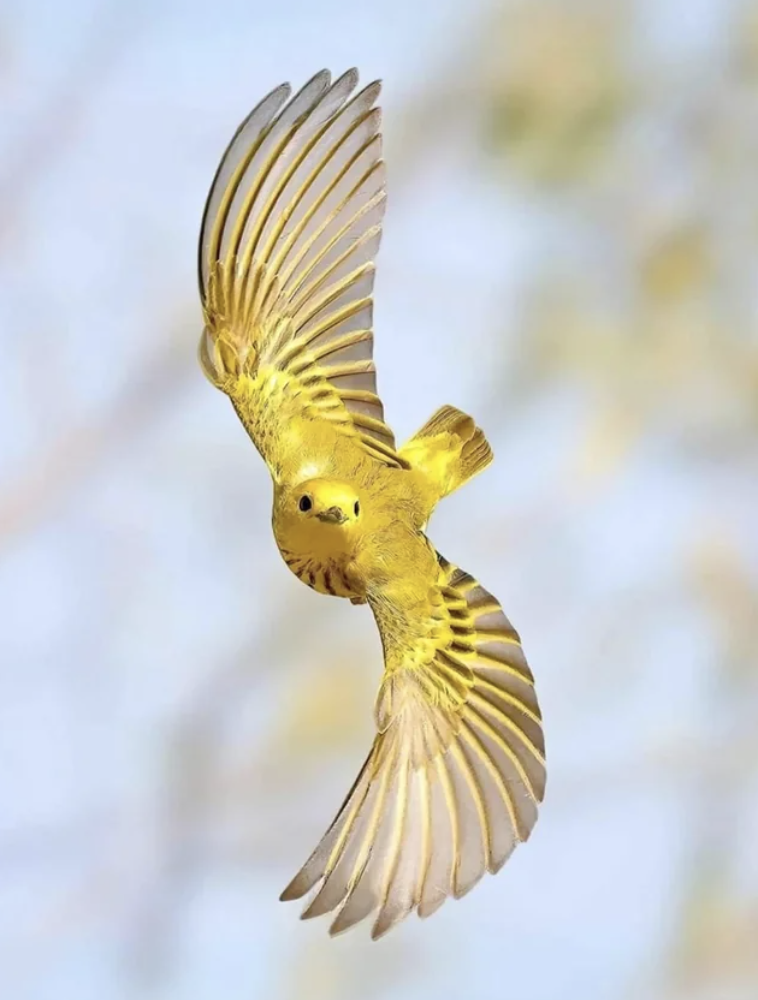 american yellow warbler