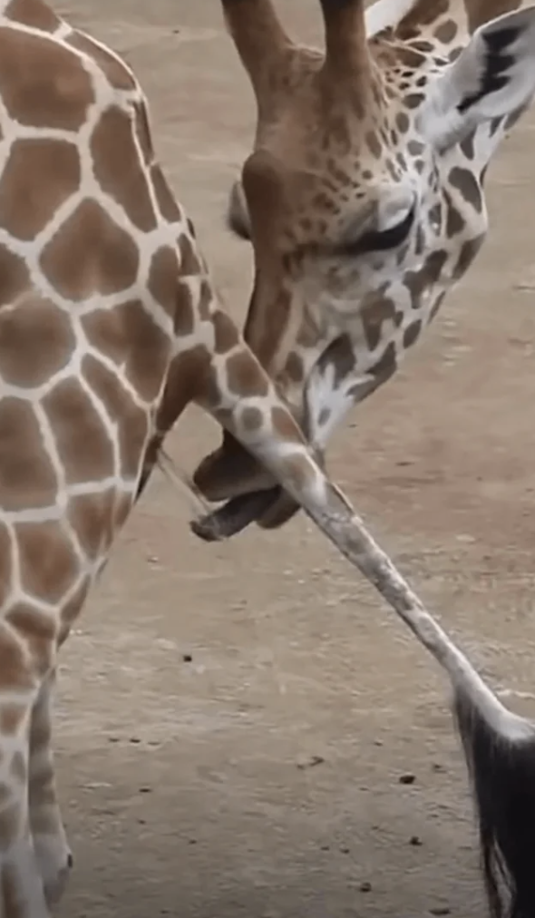 Giraffe