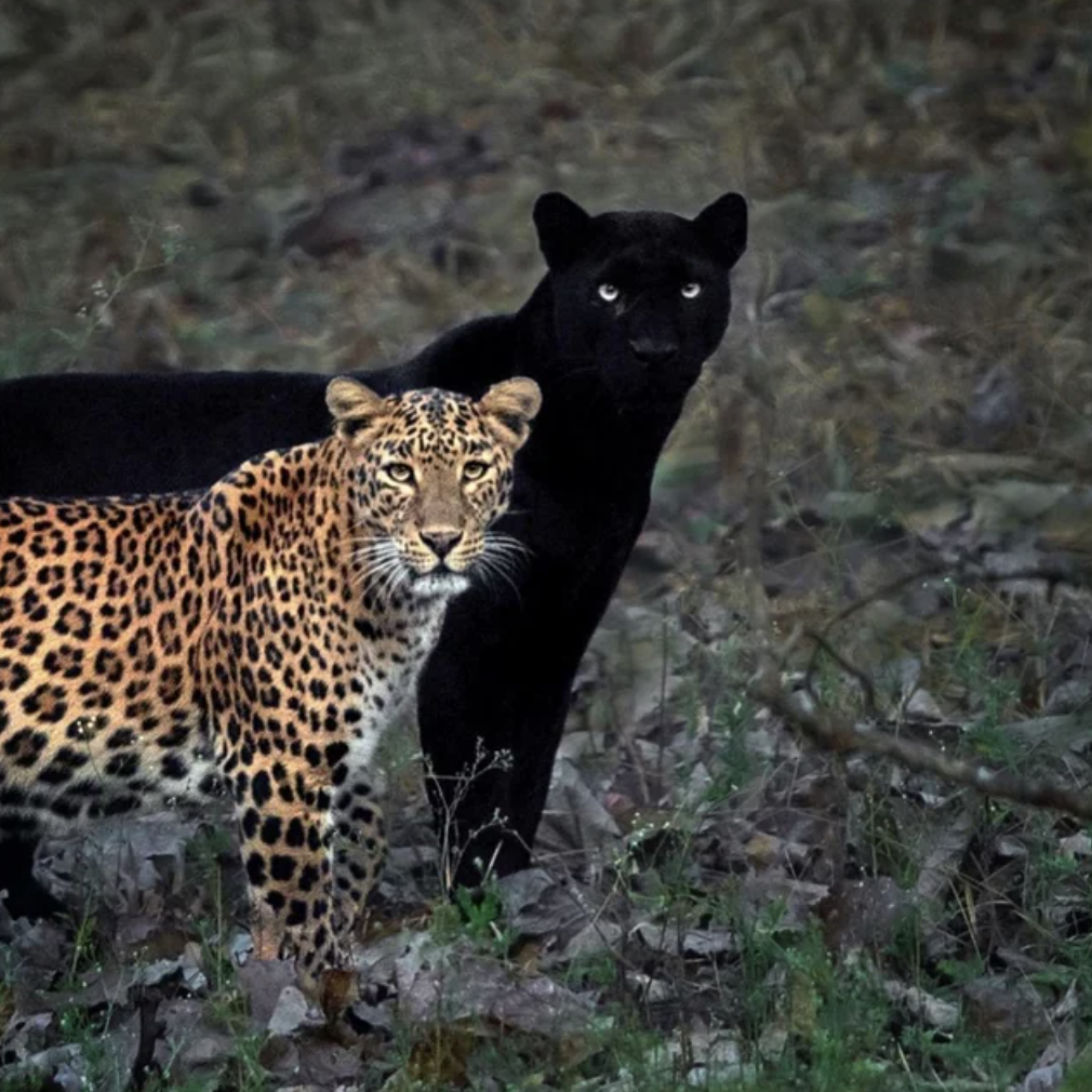 leopard and black panther