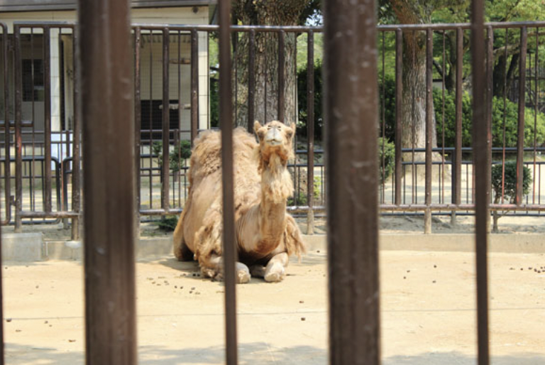 “The zoo in Himeji, Japan. If you go, I hope it's because you are planning to commit some liberation of the poor animal souls.”