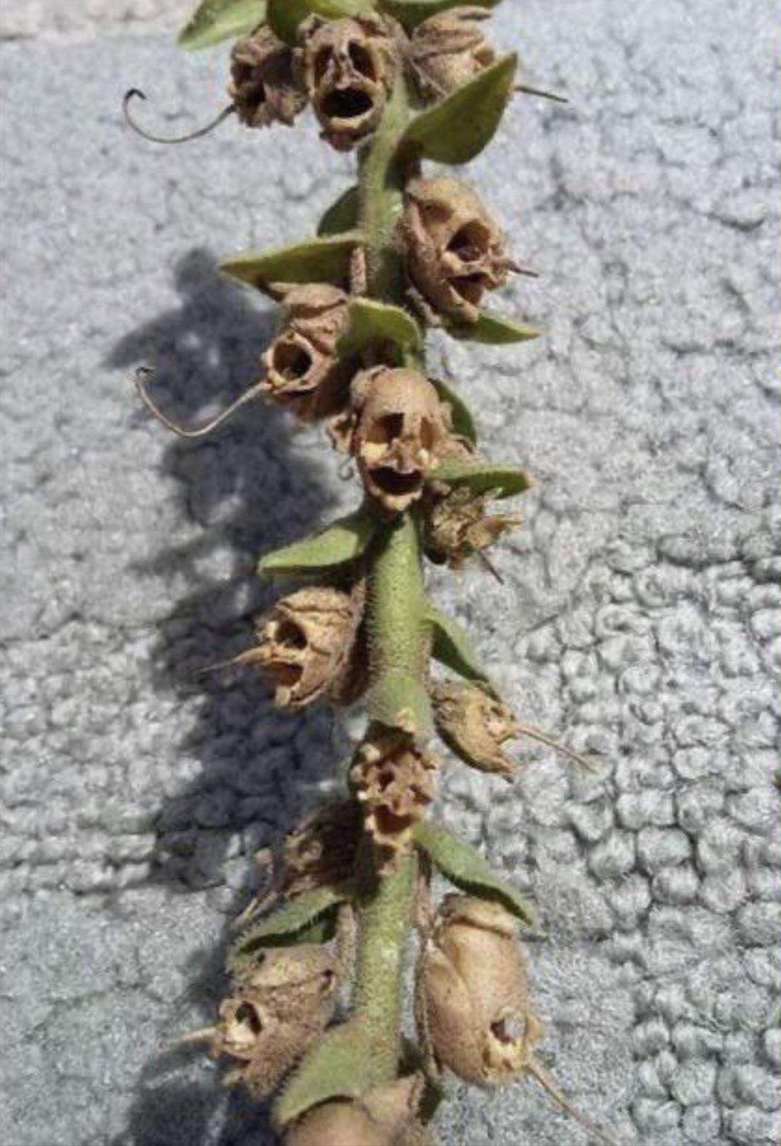 dead snapdragon flower