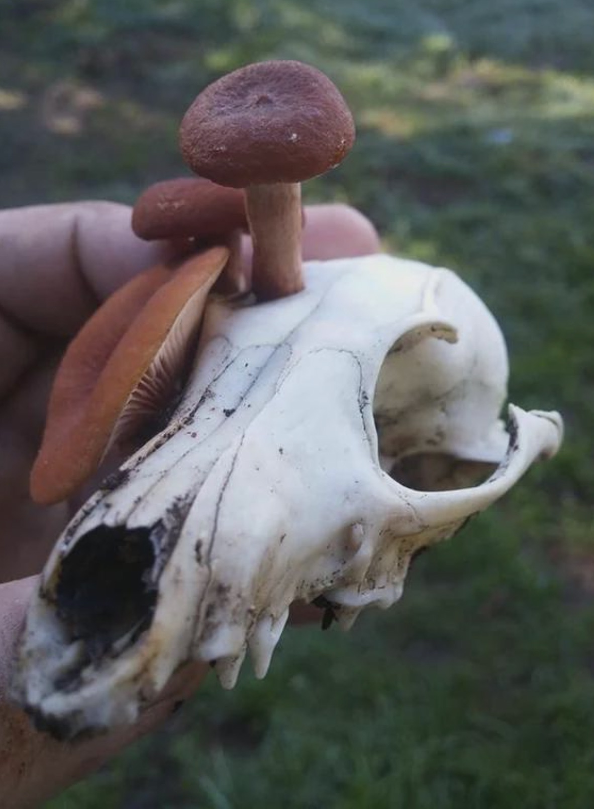 bone mushroom