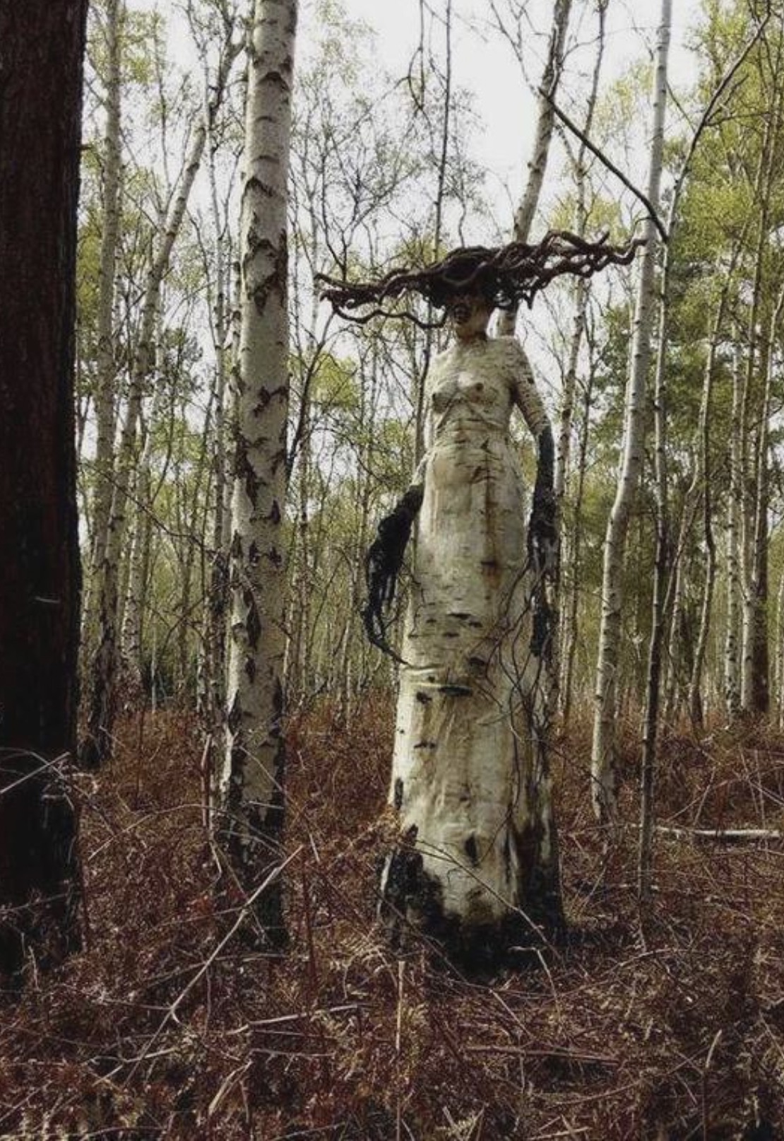 birch witch