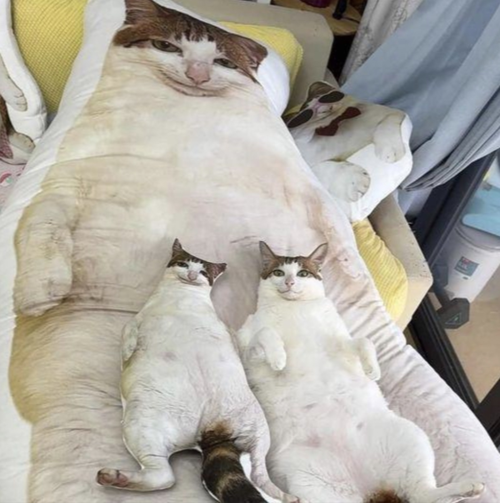 funny cat pillow