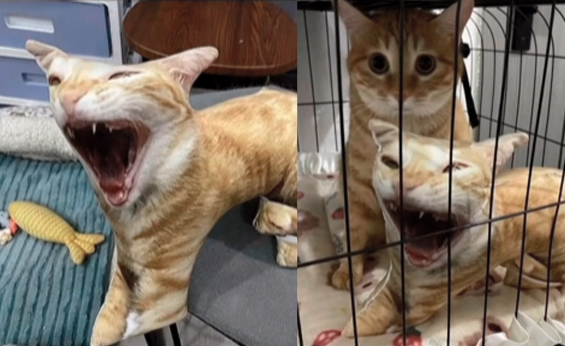 cat yawns