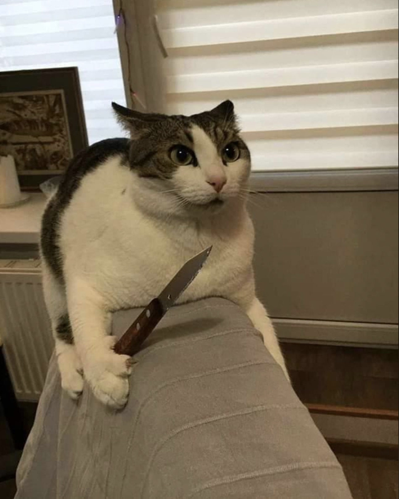 cat holding knife meme