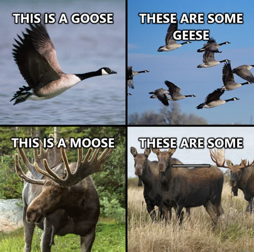 Moose - This Is A Goose These Are Some Geese This Is A Moose These Are Some