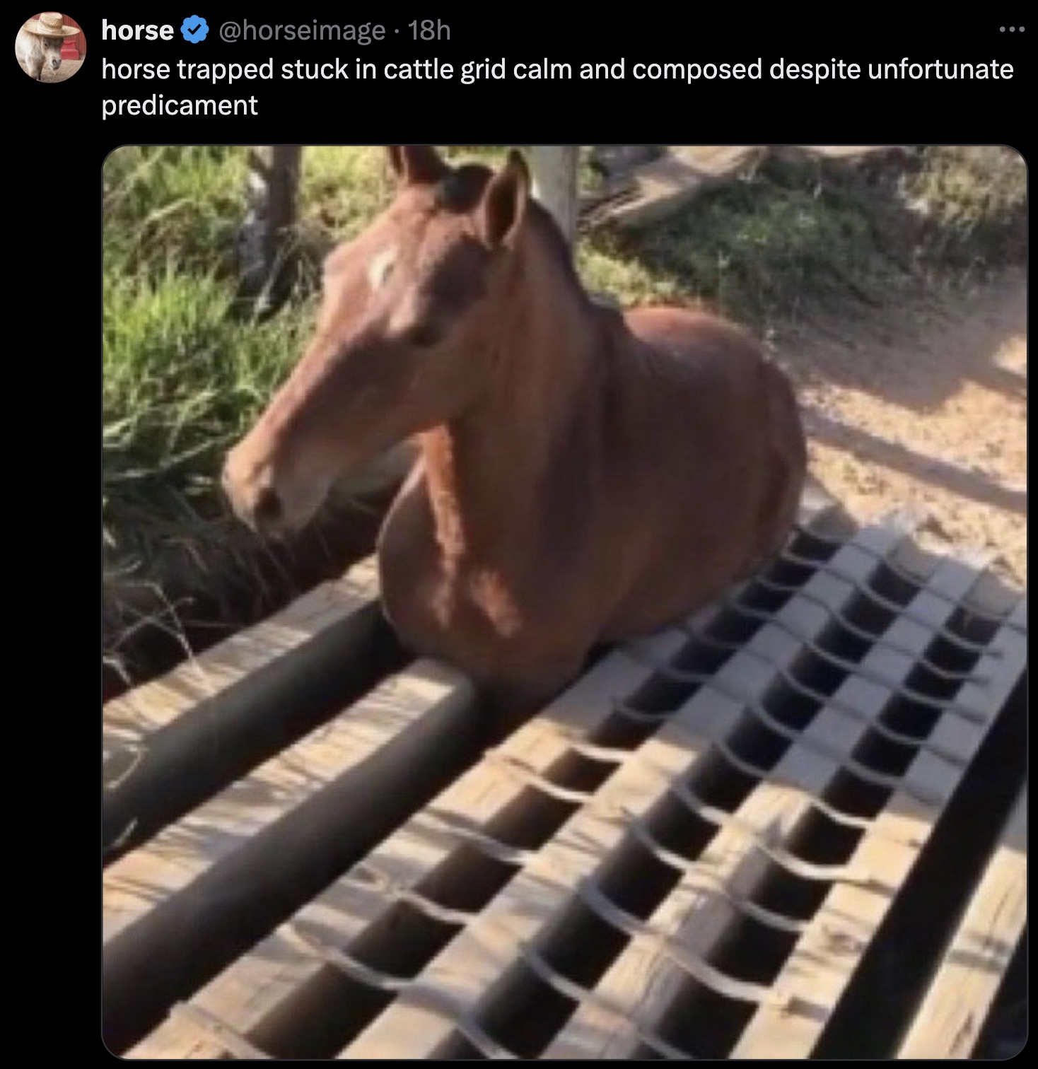 ground beef horse meme - horse 18h horse trapped stuck in cattle grid calm and composed despite unfortunate predicament