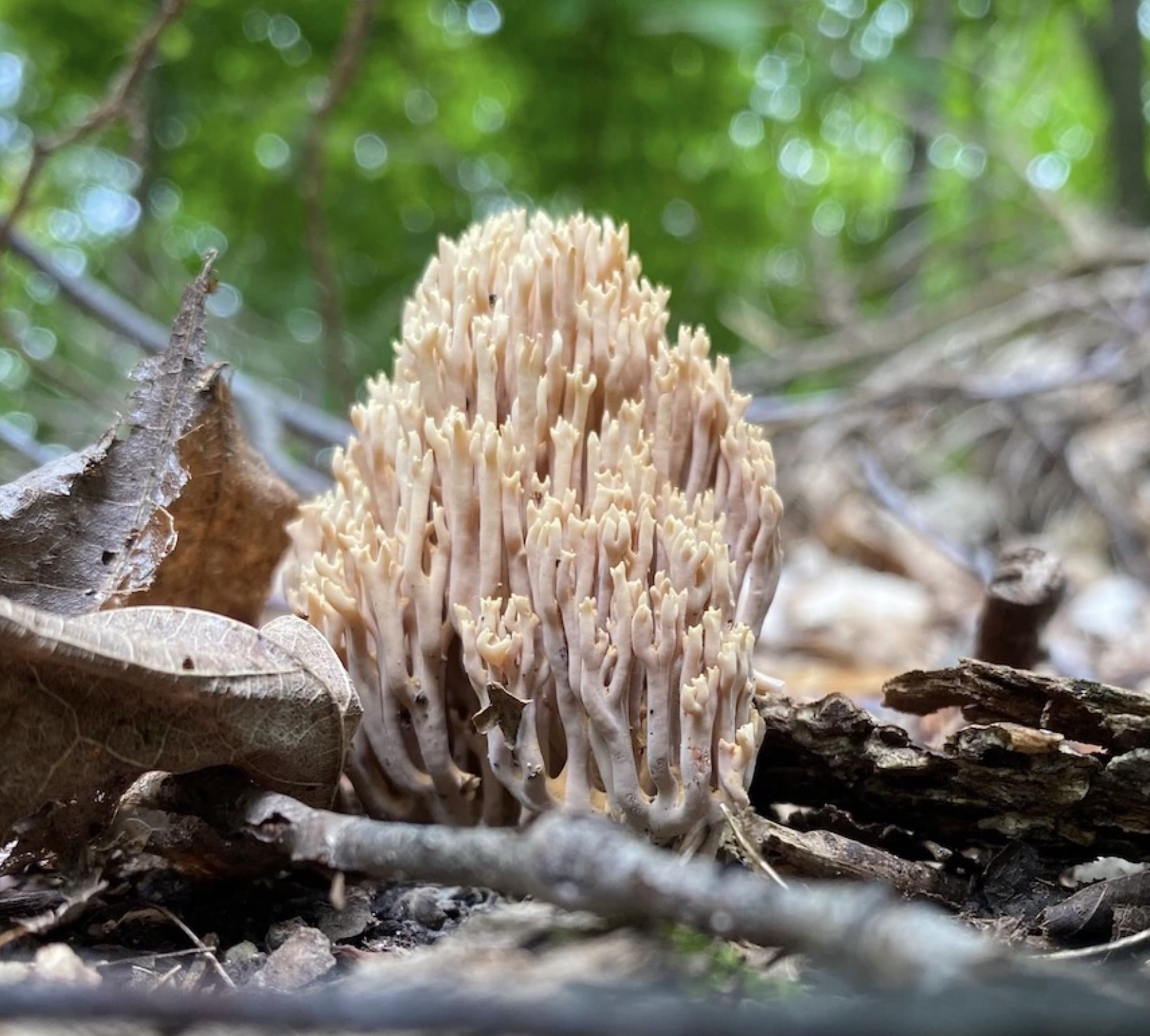 coral fungus