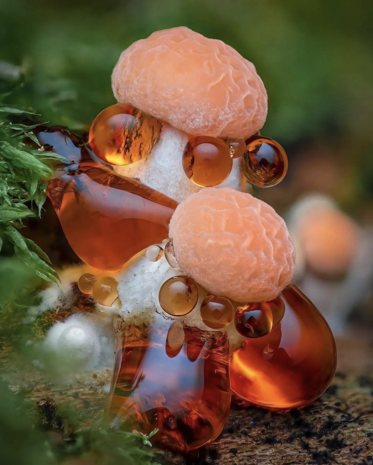 wrinkled peach mushroom