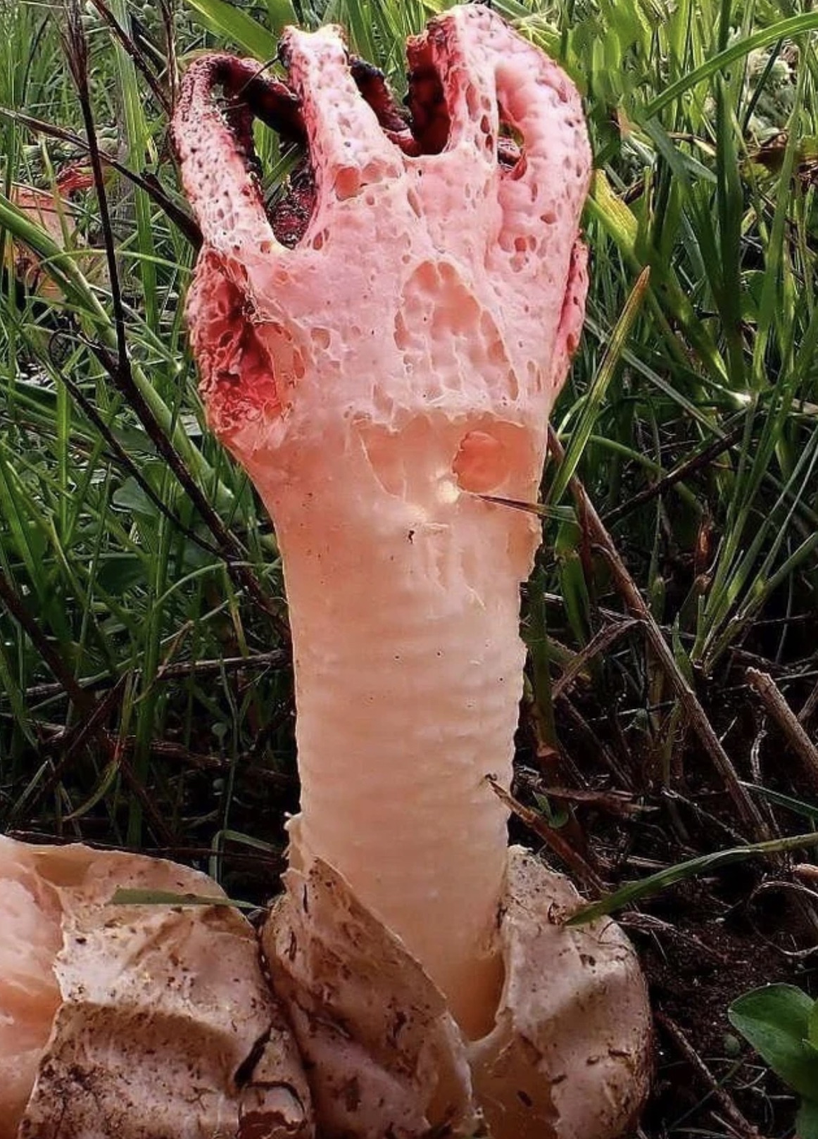 devil's fingers fungus